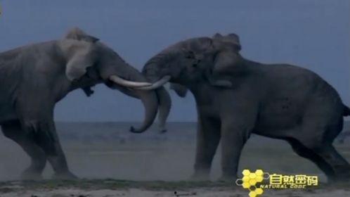 动物和动物打架视频,激烈打斗瞬间,揭秘动物间的生存法则