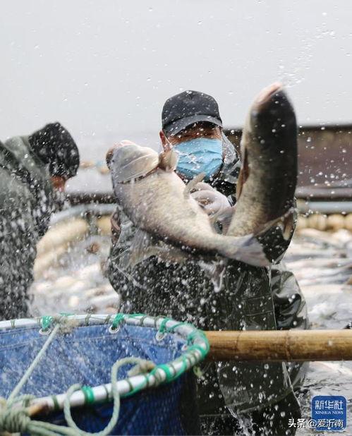 冬季捕鱼视频,冬季捕鱼视频揭秘