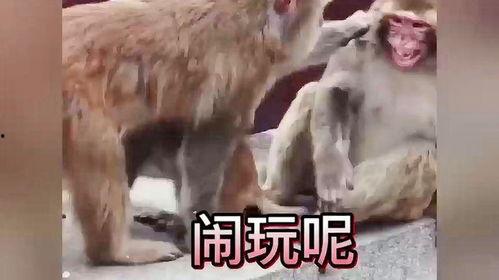 动物配音搞笑视频