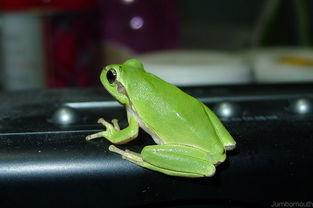 雨蛙视频,揭秘雨林中的神秘生物