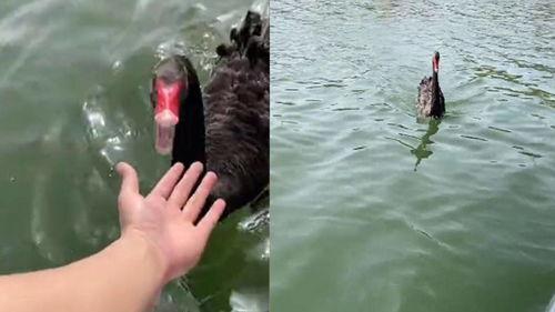 叫鹅的视频,叫鹅视频趣味回顾